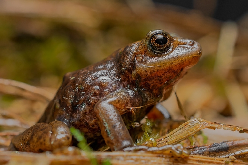 Giant Paramo Rainfrog