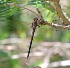 Somatochlora linearis