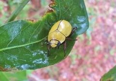 Macropoides crassipes