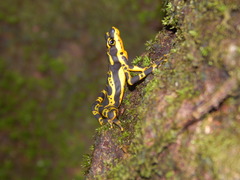 Atelopus spurrelli