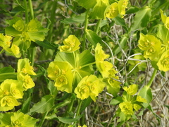 Euphorbia serrata