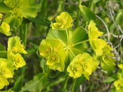 Euphorbia serrata