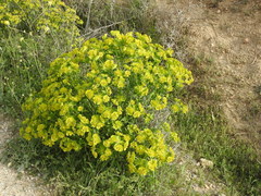 Euphorbia serrata