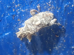 Stephanorhynchus curvipes