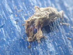 Stephanorhynchus curvipes