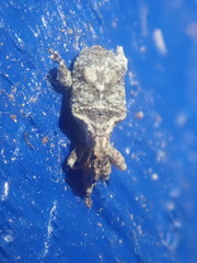 Stephanorhynchus curvipes