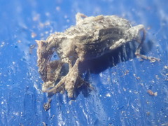 Stephanorhynchus curvipes