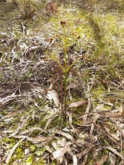 Pteridium esculentum