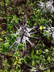 Orthosiphon aristatus