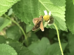 Callimormus saturnus