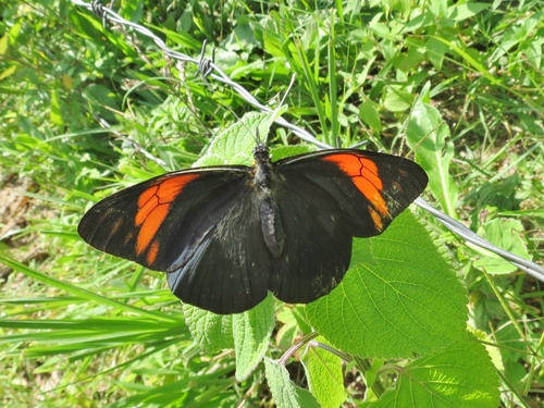 Northern Surprising-White