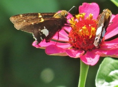 Epargyreus socus orizaba