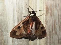 Dysschema magdala