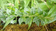 Prinsepia scandens