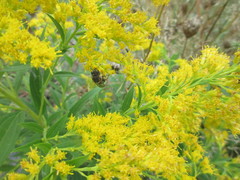 Colletes compactus compactus