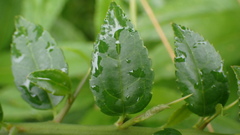 Prinsepia scandens