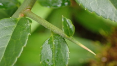 Prinsepia scandens