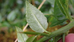 Prinsepia scandens