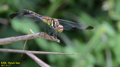 Sympetrum infuscatum