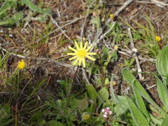 Jacobaea minuta