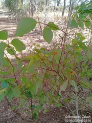 Bridelia leichhardtii