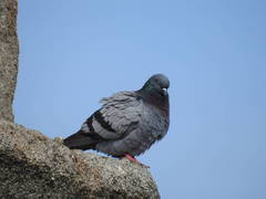 Columba livia