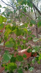Bridelia leichhardtii