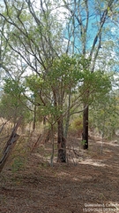 Bridelia leichhardtii