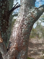 Bridelia leichhardtii