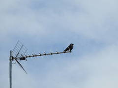 Corvus monedula