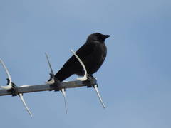Corvus monedula