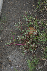 Oxybasis glauca salina