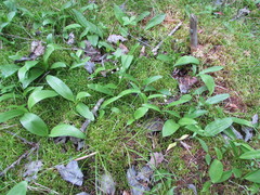 Maianthemum trifolium