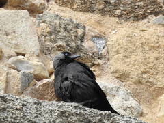 Corvus monedula