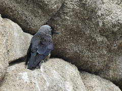 Corvus monedula
