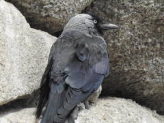 Corvus monedula