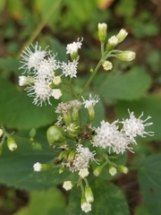 Schizomyia eupatoriflorae