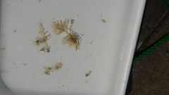 Crisularia turrita