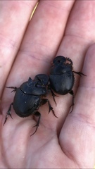 Onthophagus mniszechi
