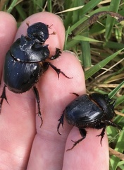 Onthophagus mniszechi