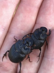 Onthophagus mniszechi