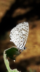 Leptotes cassius