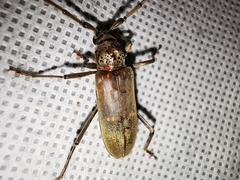 Susuacanga stigmatica