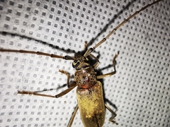 Susuacanga stigmatica