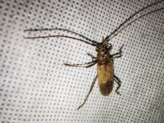 Susuacanga stigmatica