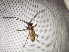 Susuacanga stigmatica