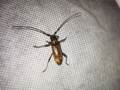 Susuacanga stigmatica