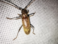 Susuacanga stigmatica