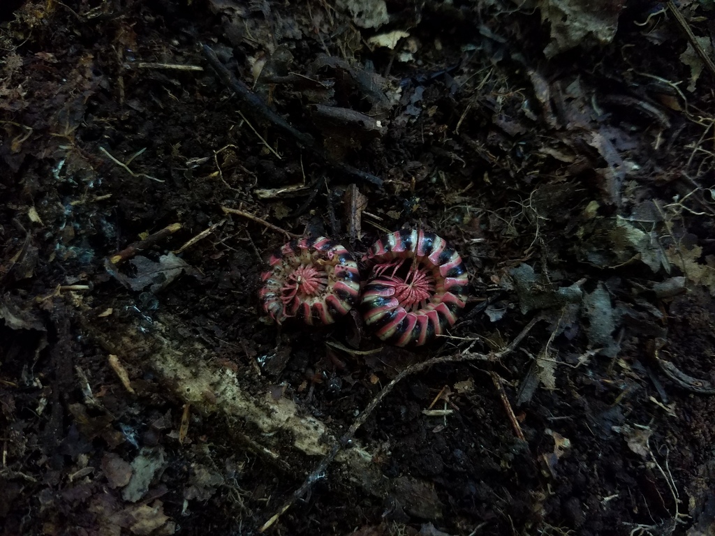 Sigmoria triangulata