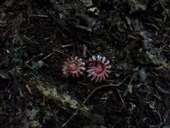 Sigmoria triangulata